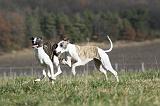 WHIPPET 350